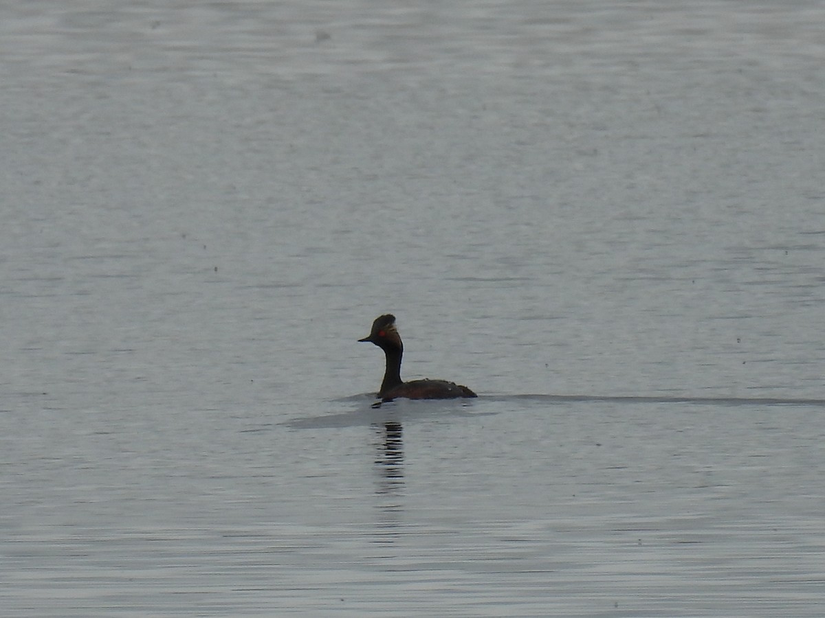 Eared Grebe - ML620384123