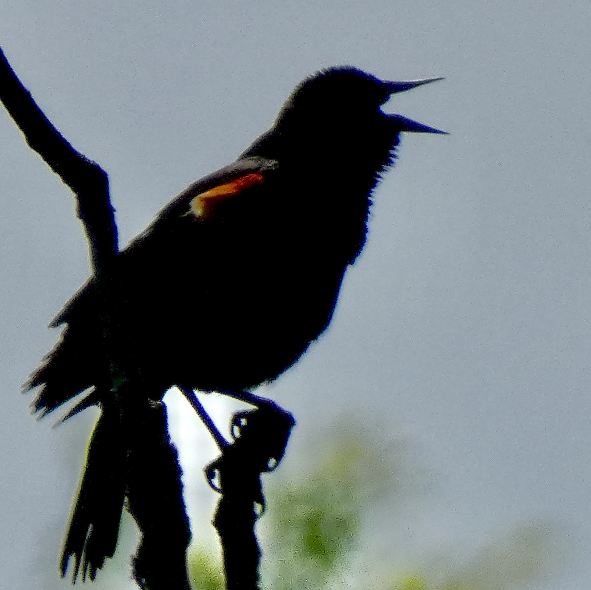 Red-winged Blackbird - ML620384138