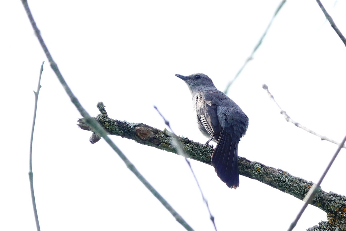 Кошачий пересмешник - ML620384153