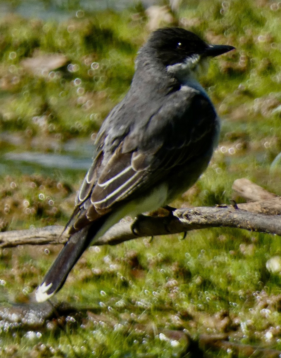 Eastern Kingbird - ML620384159