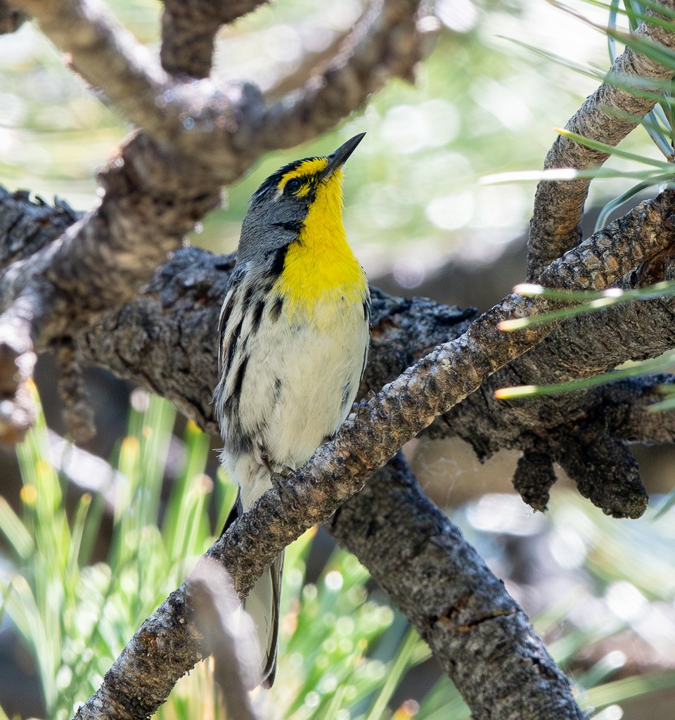 Grace's Warbler - ML620384170