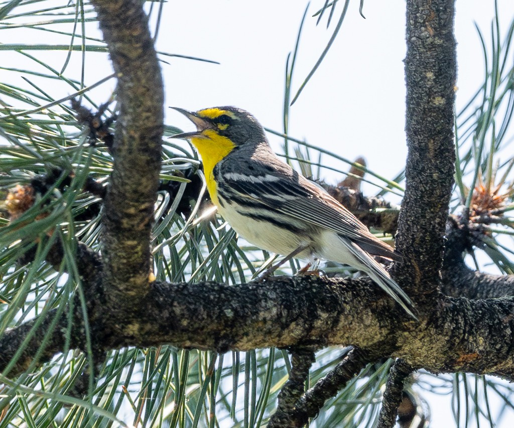 Grace's Warbler - ML620384171