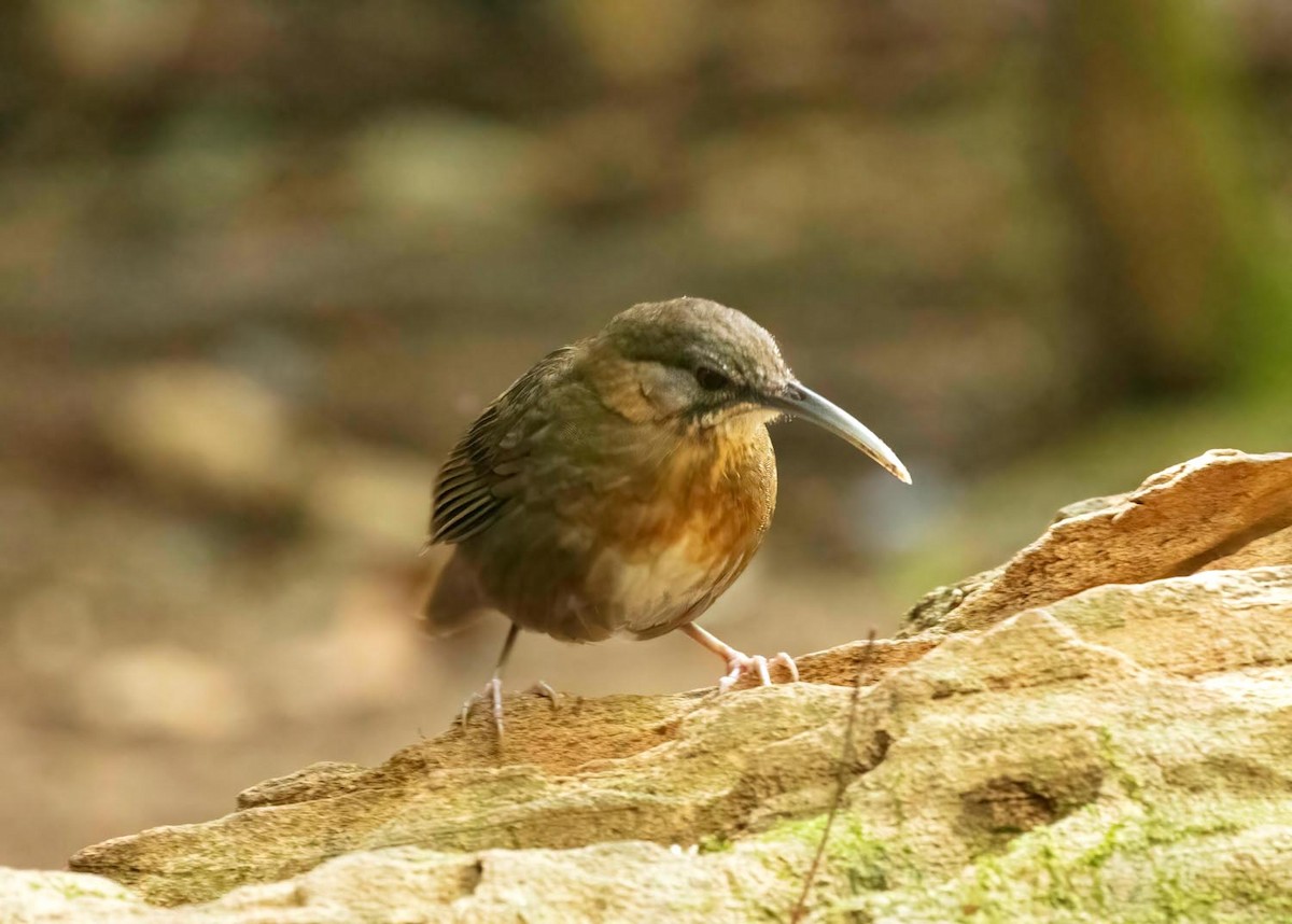 Short-tailed Scimitar-Babbler - ML620384175