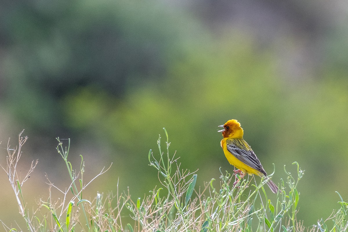 Red-headed Bunting - ML620384200