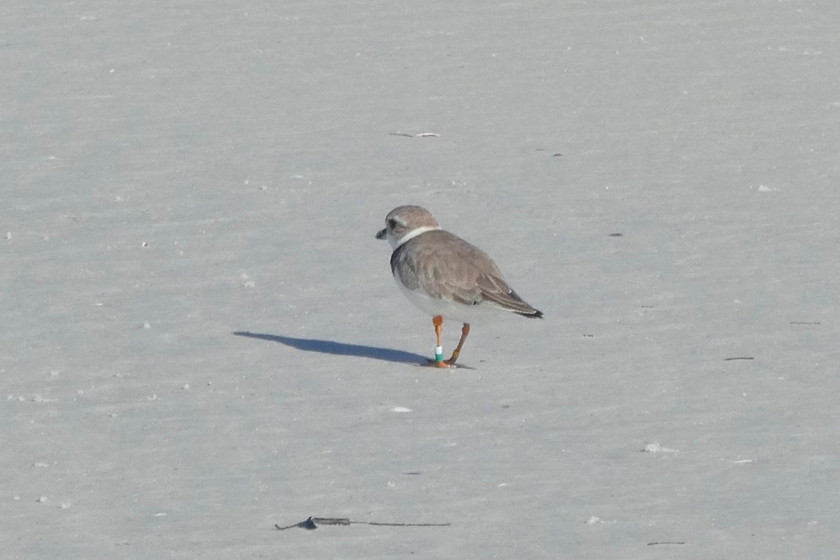 Piping Plover - ML620384204