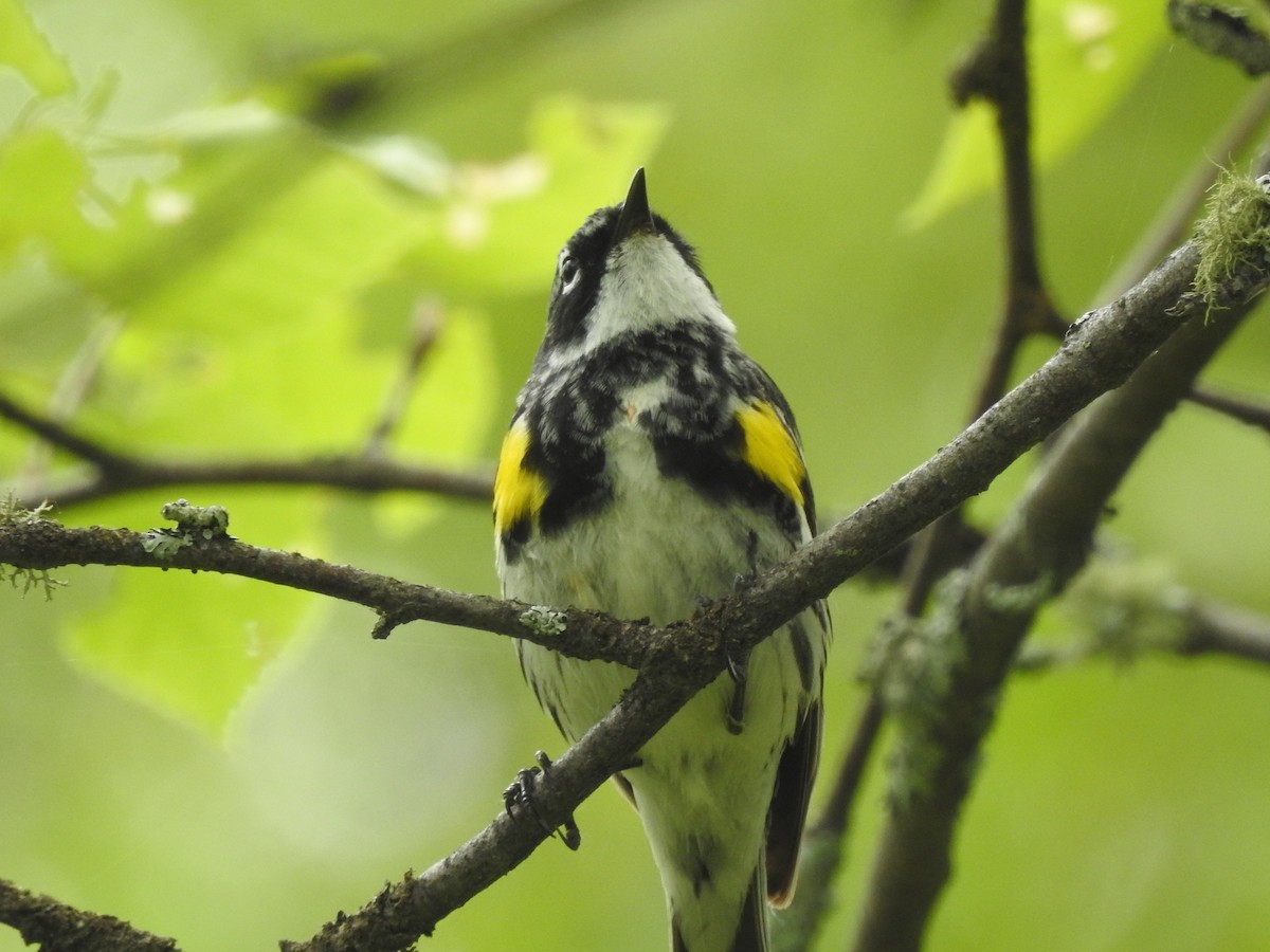 Yellow-rumped Warbler - ML620384206