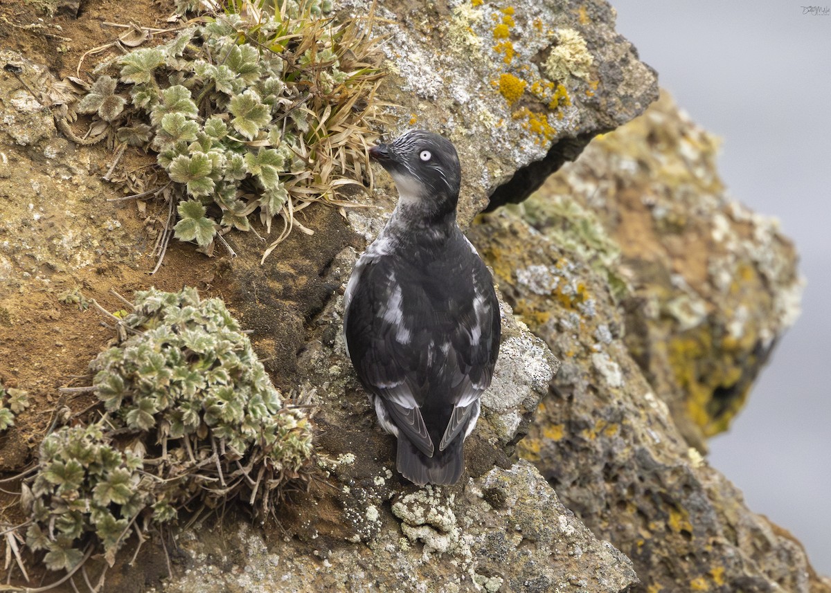 Least Auklet - ML620384208