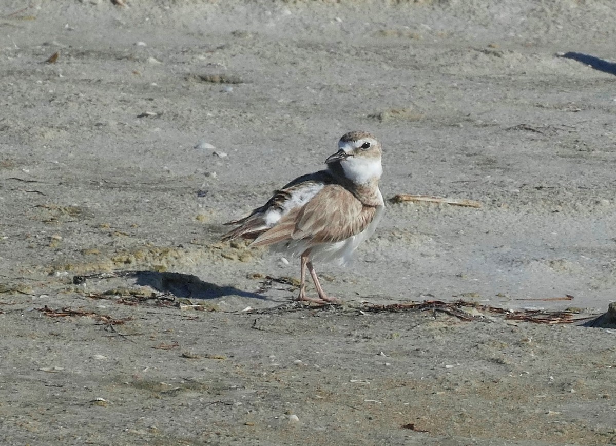 Wilson's Plover - ML620384211