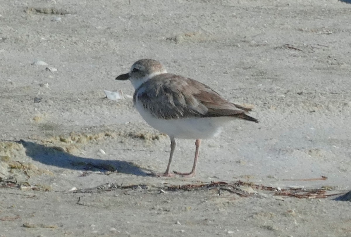 Wilson's Plover - ML620384218