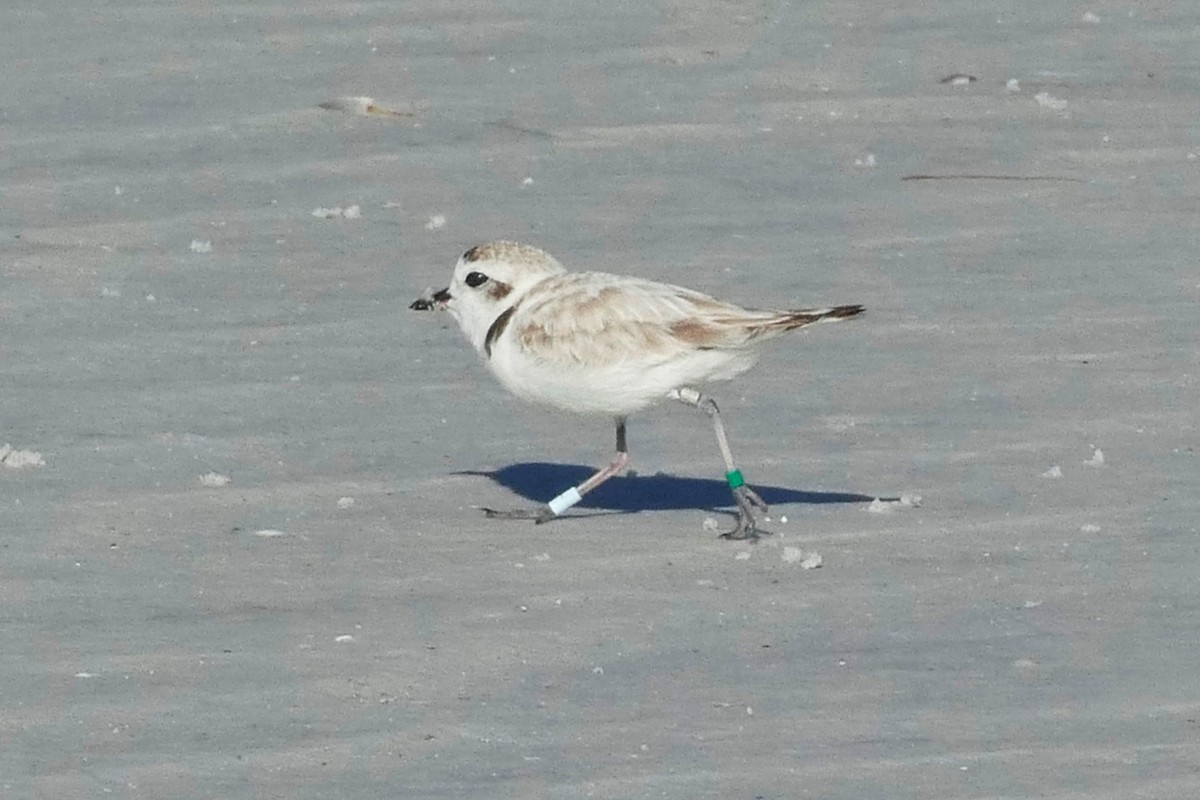 Snowy Plover - ML620384222