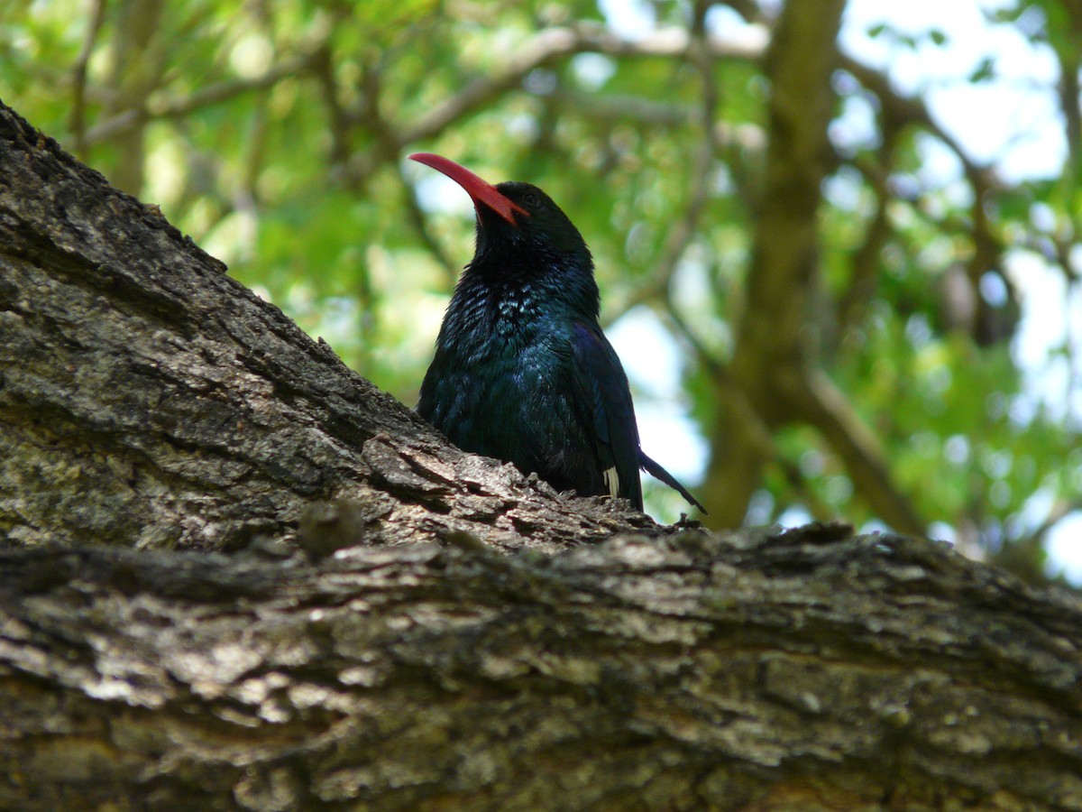 Green Woodhoopoe - ML620384228