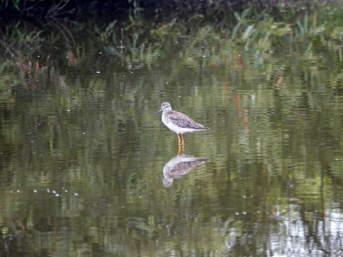 Greater Yellowlegs - ML620384232