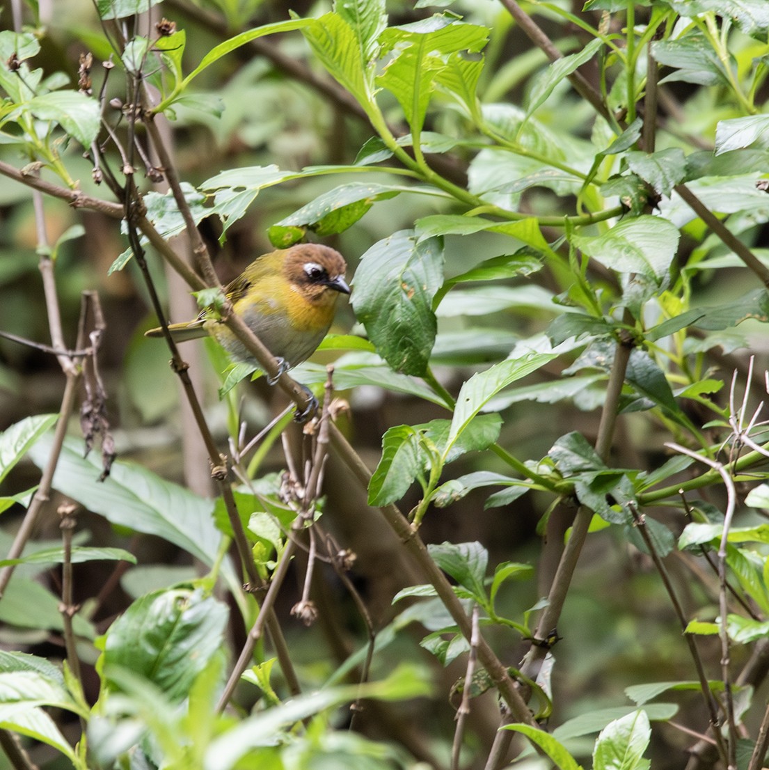 Common Chlorospingus - ML620384235