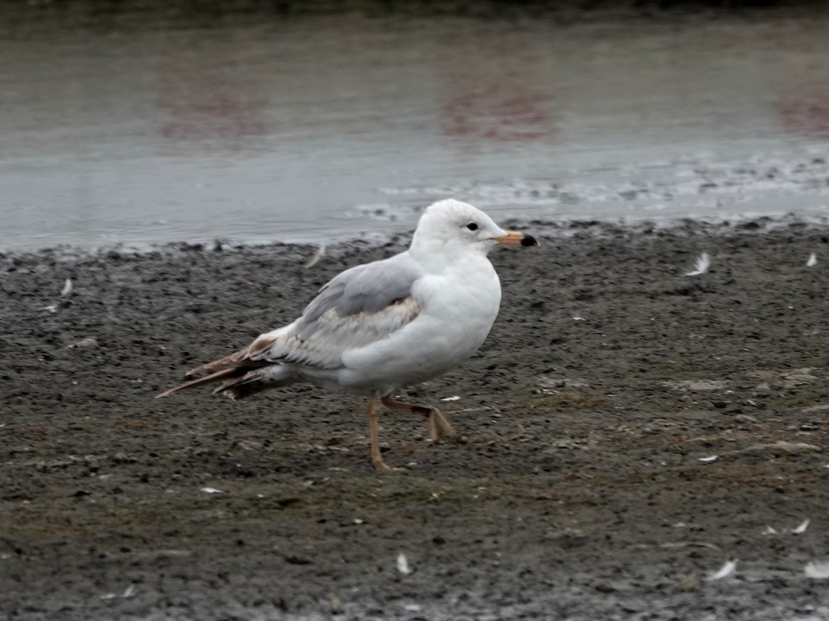 Ring-billed Gull - ML620384236