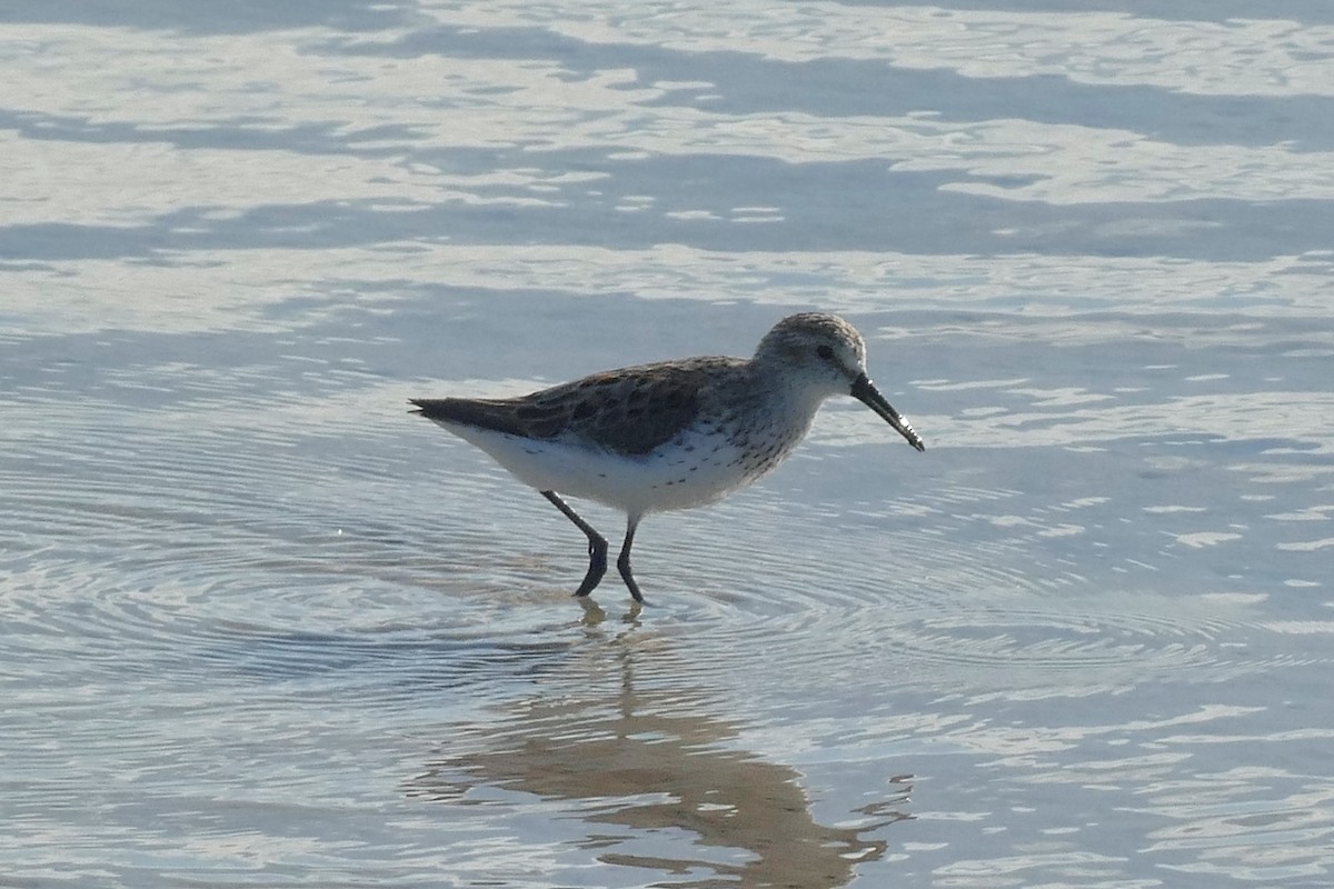 Western Sandpiper - ML620384239