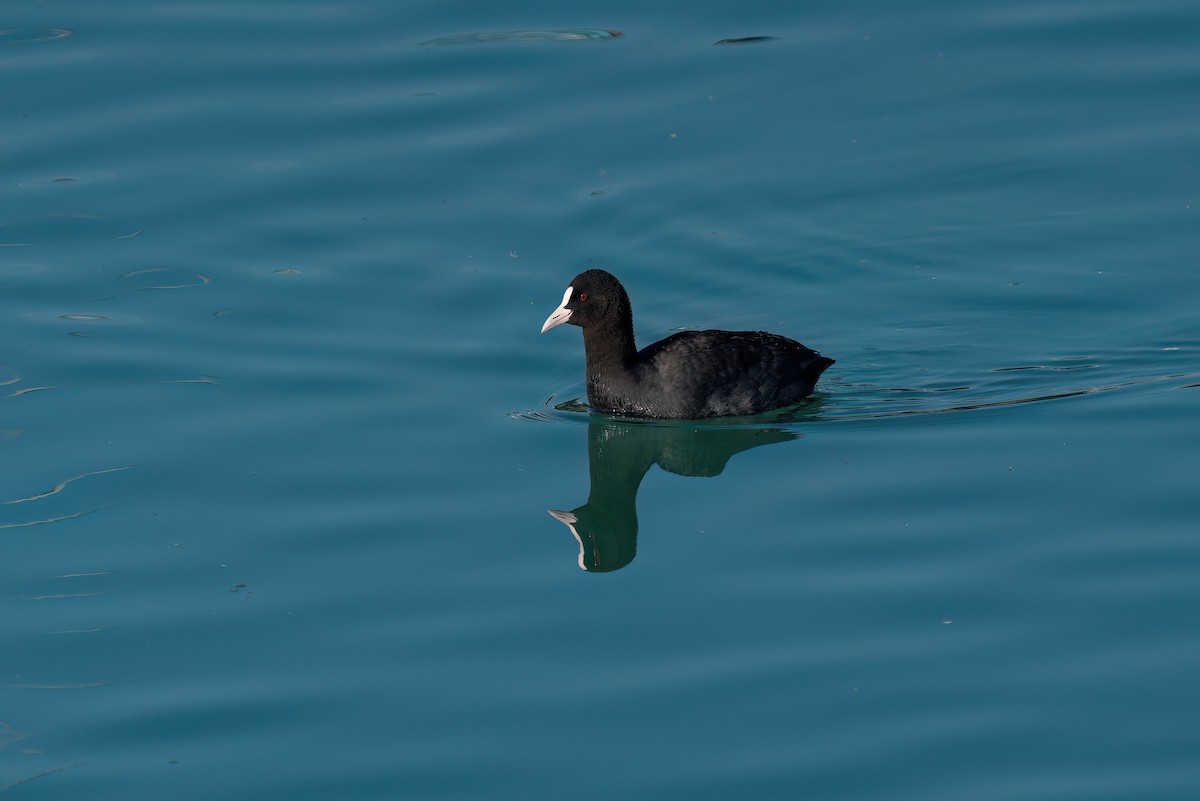 Eurasian Coot - ML620384240