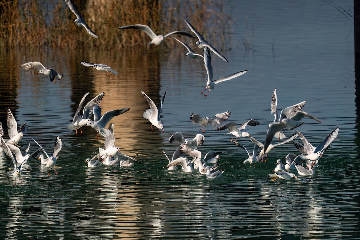 Black-headed Gull - ML620384243