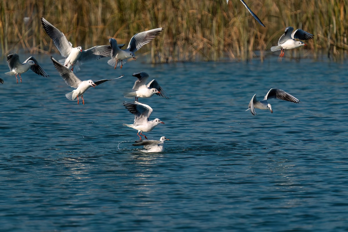 Black-headed Gull - ML620384244