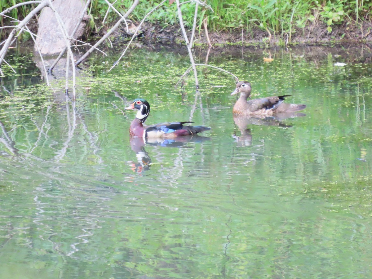 Wood Duck - ML620384250