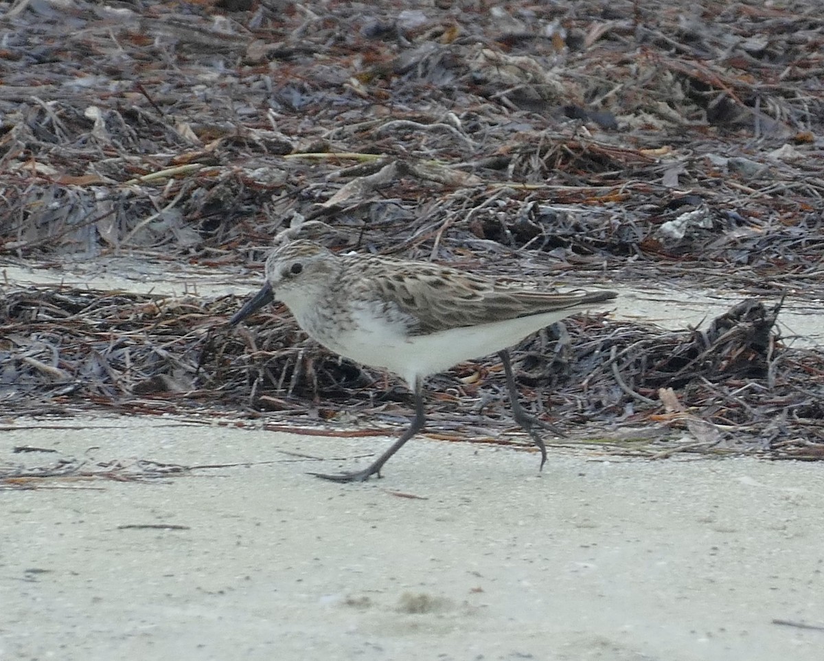 Semipalmated Sandpiper - ML620384252