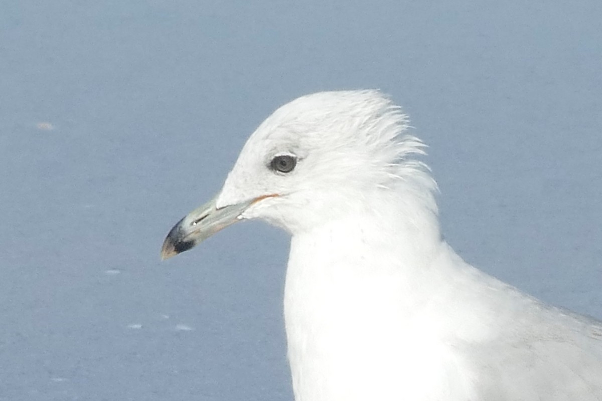 Ring-billed Gull - ML620384255