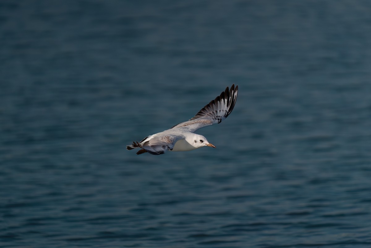 Black-headed Gull - ML620384256