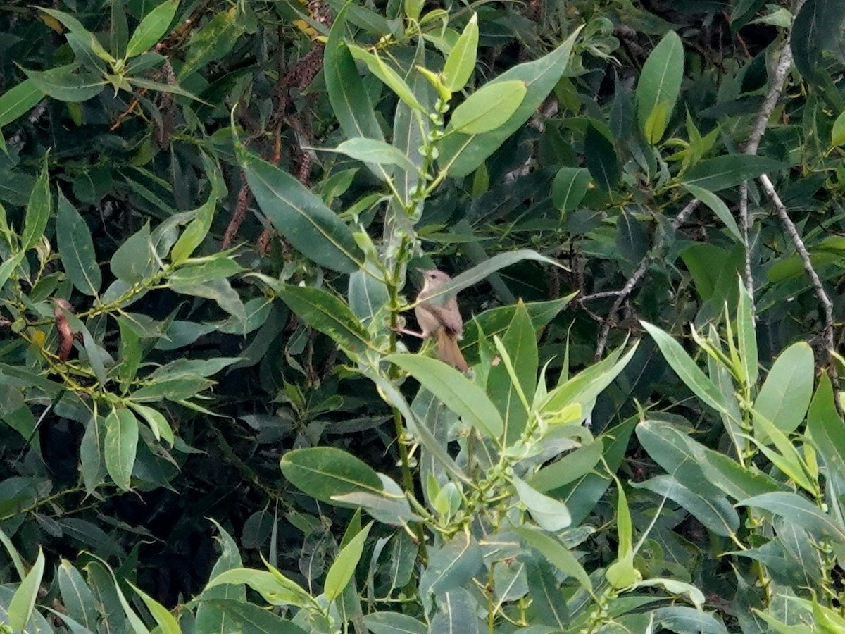 Common Yellowthroat - Norman Uyeda