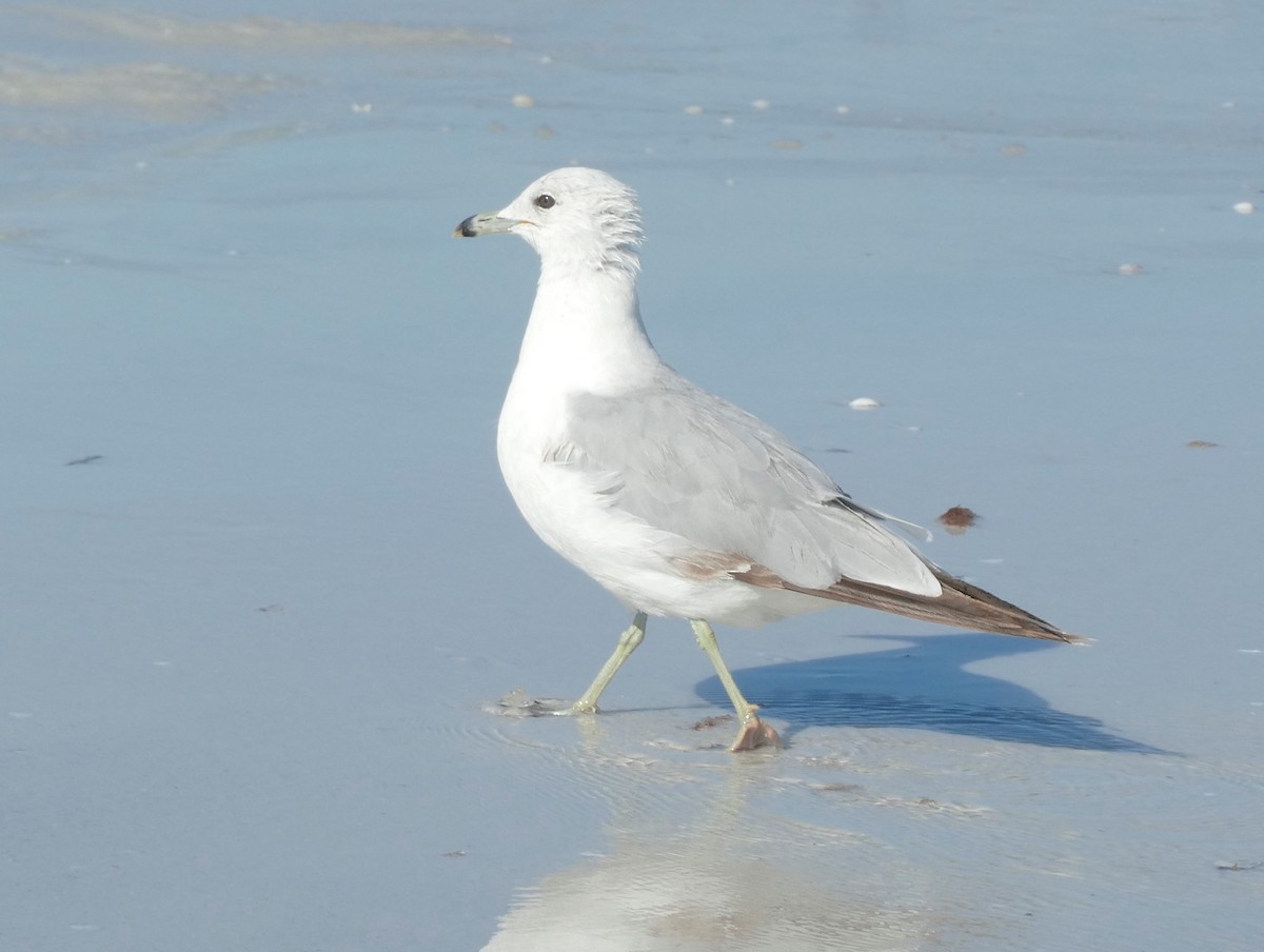 Ring-billed Gull - ML620384263