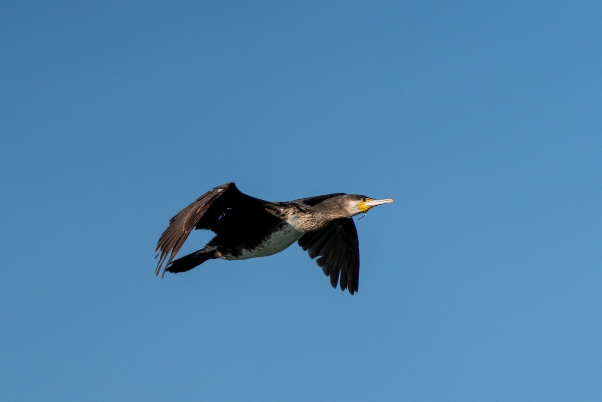 Great Cormorant - ML620384265