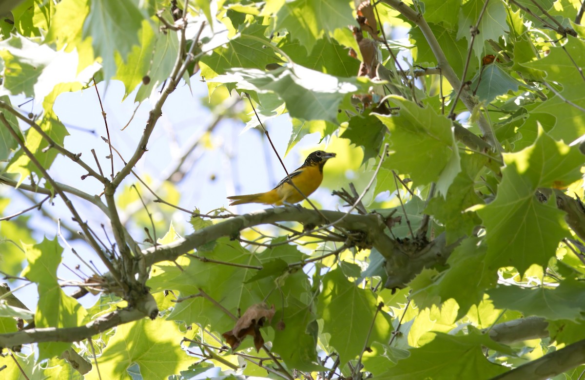 Baltimore Oriole - ML620384267