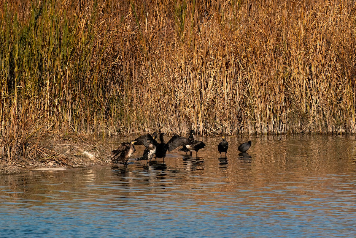 Great Cormorant - ML620384268