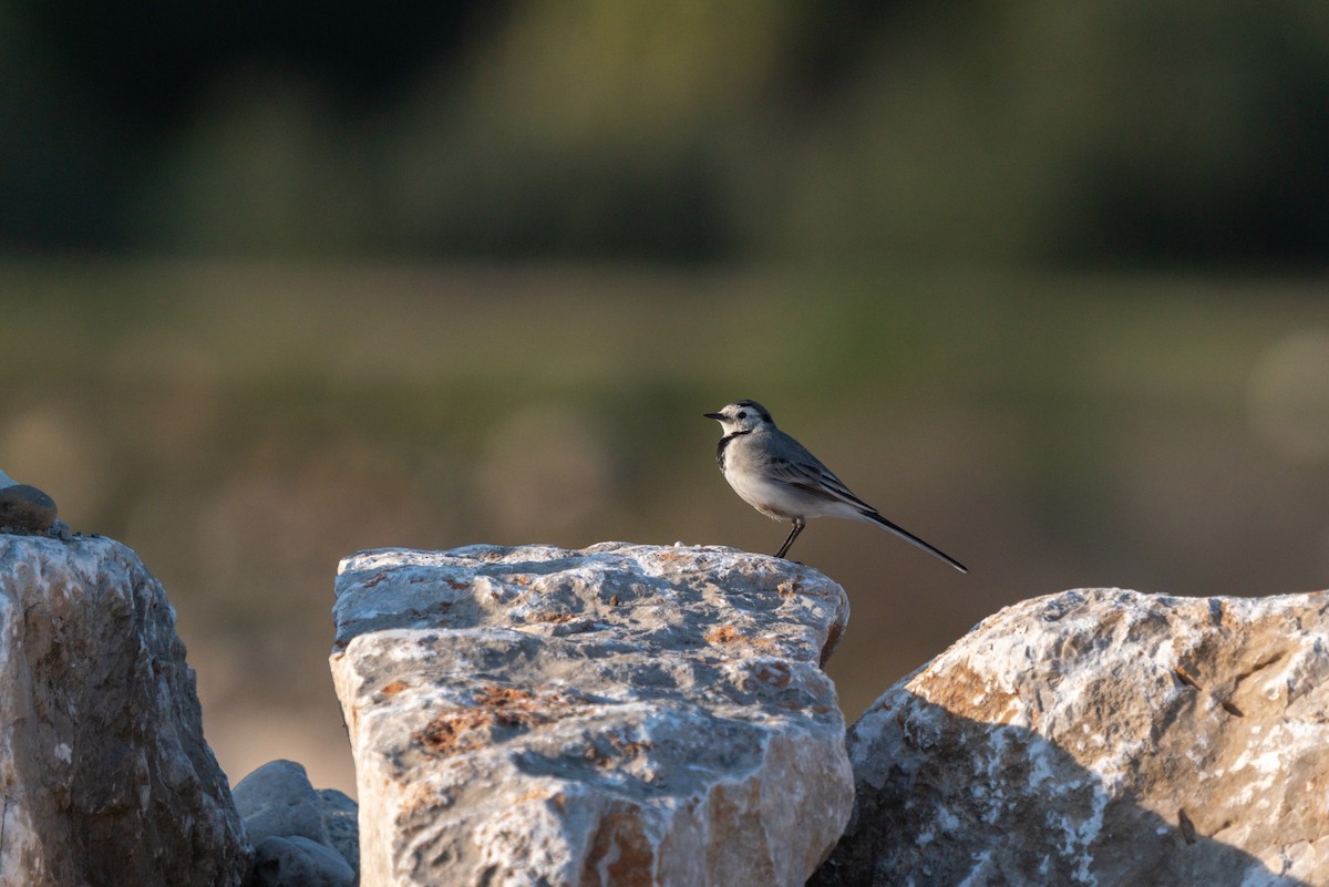 White Wagtail - ML620384272