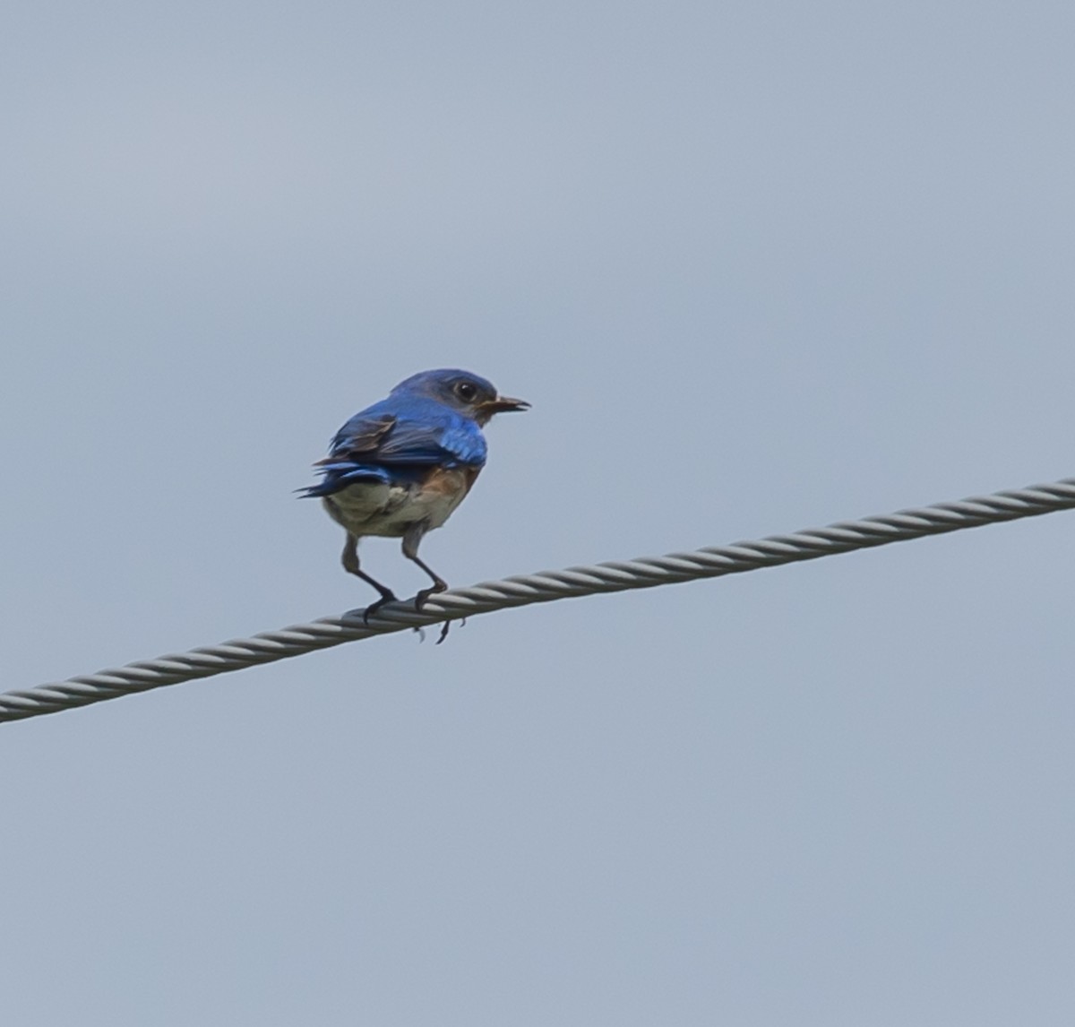 Eastern Bluebird - ML620384276