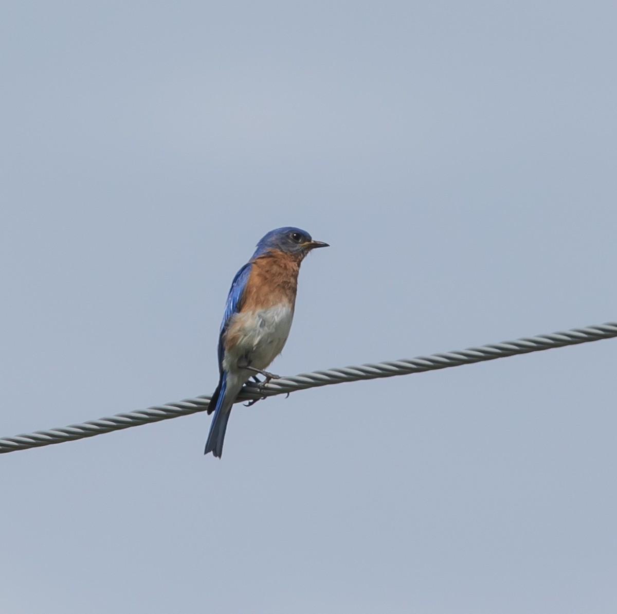 Eastern Bluebird - ML620384277