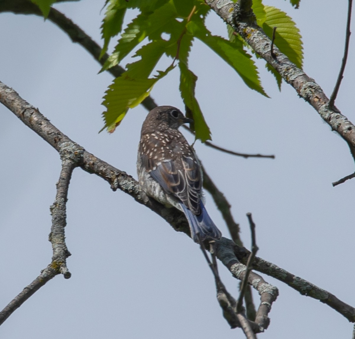 Eastern Bluebird - ML620384278