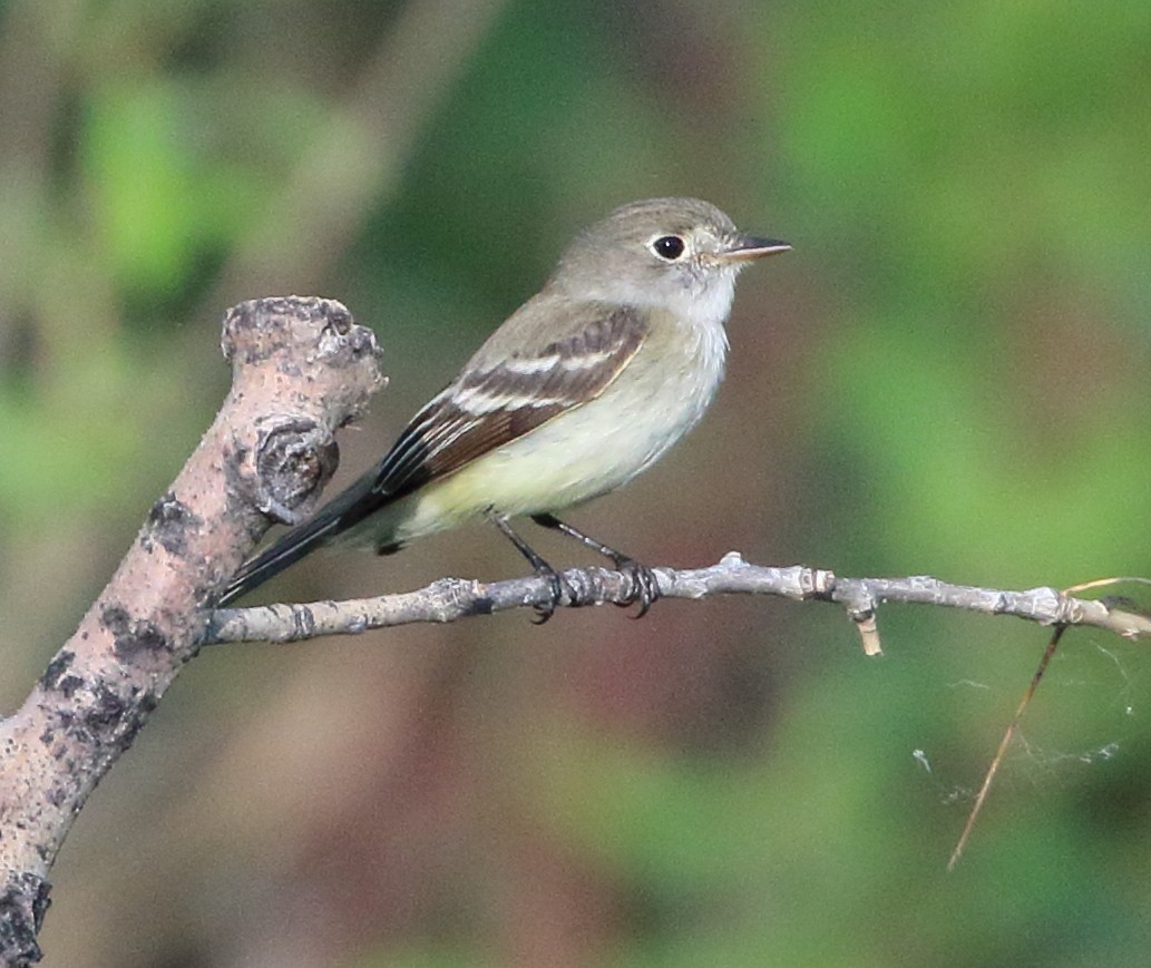 Least Flycatcher - ML620384295