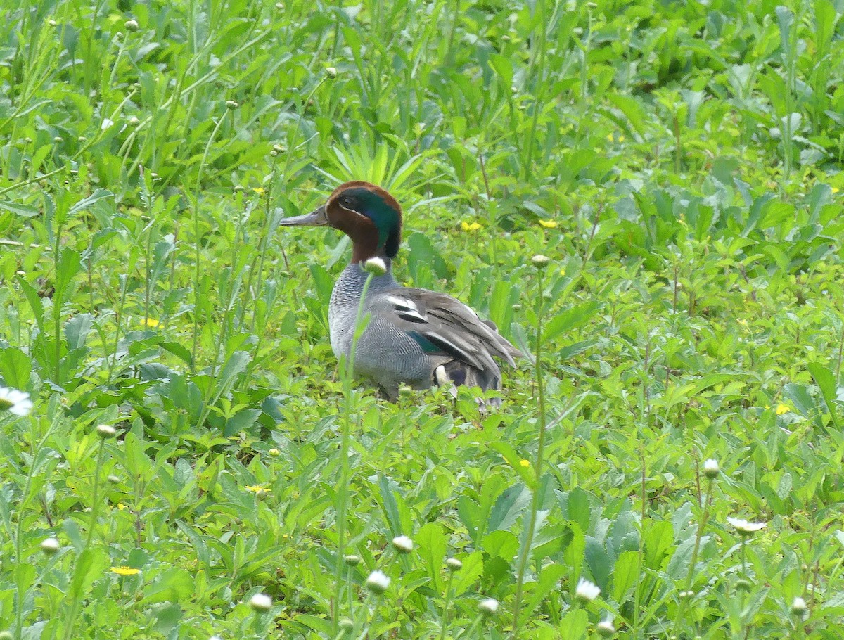 Green-winged Teal - ML620384296