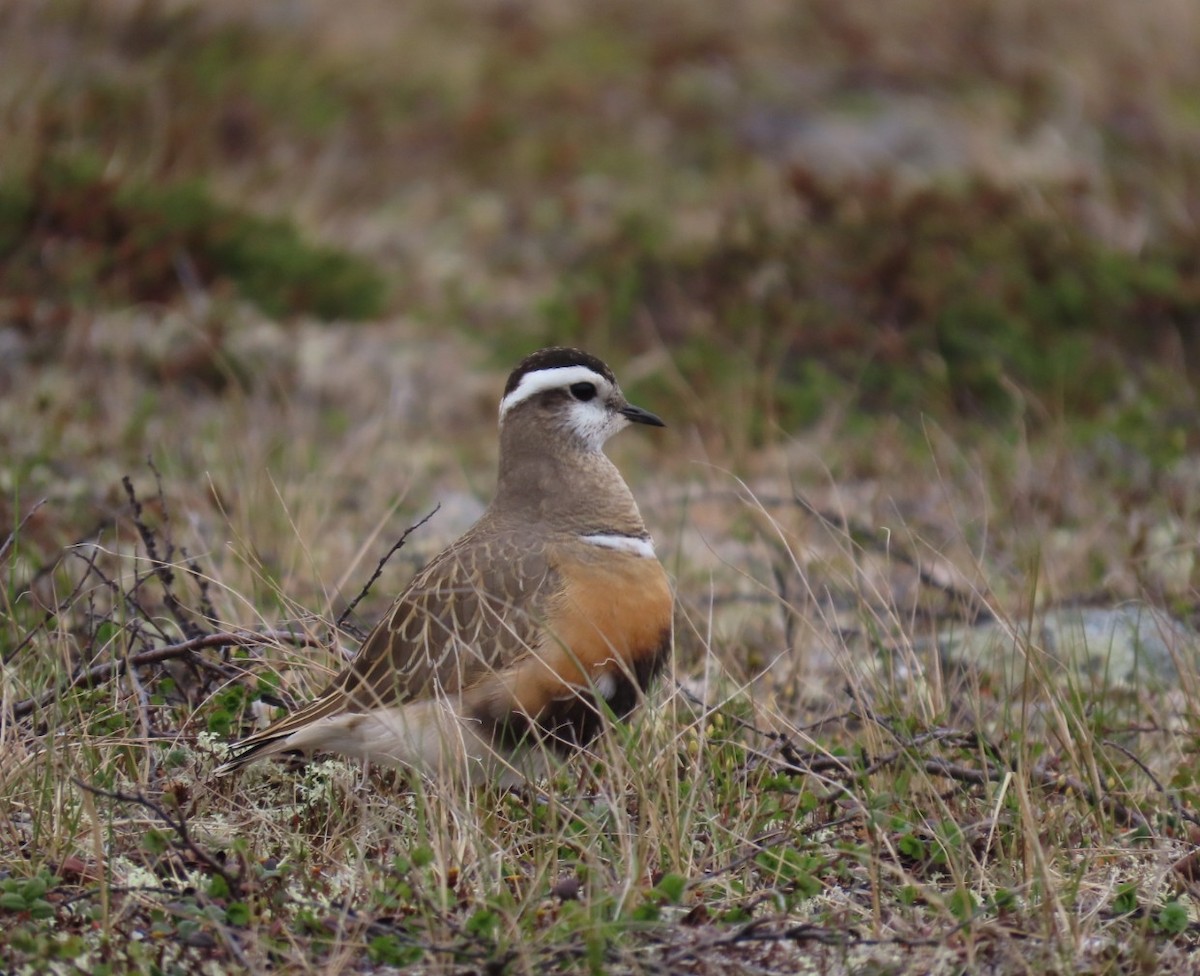 Eurasian Dotterel - ML620384310