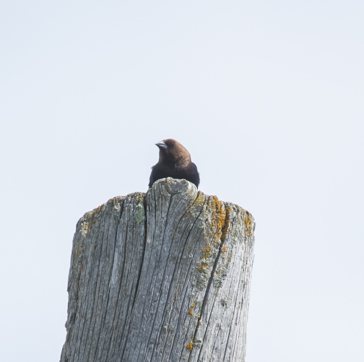 Brown-headed Cowbird - ML620384314