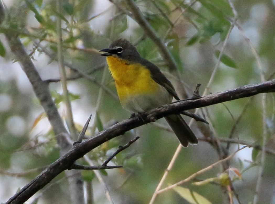 Yellow-breasted Chat - ML620384317