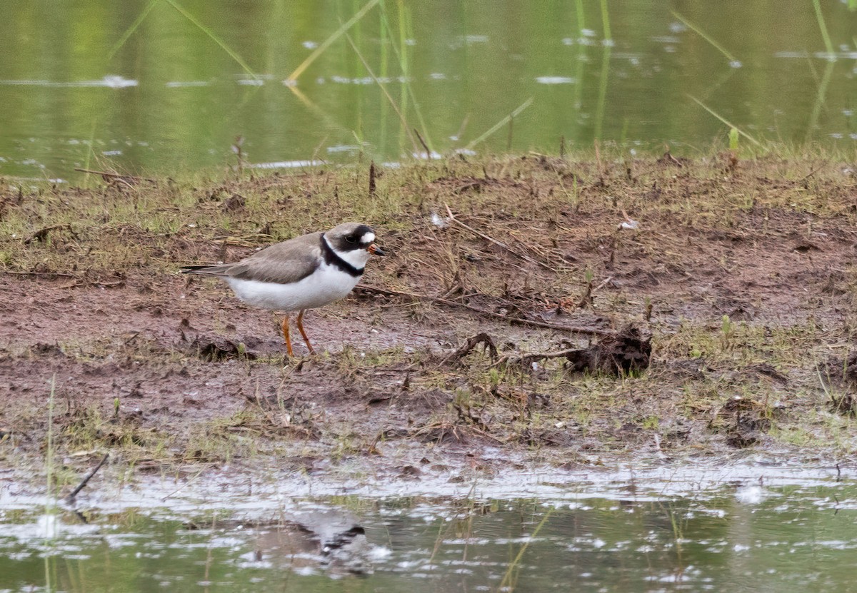 Semipalmated Plover - ML620384319