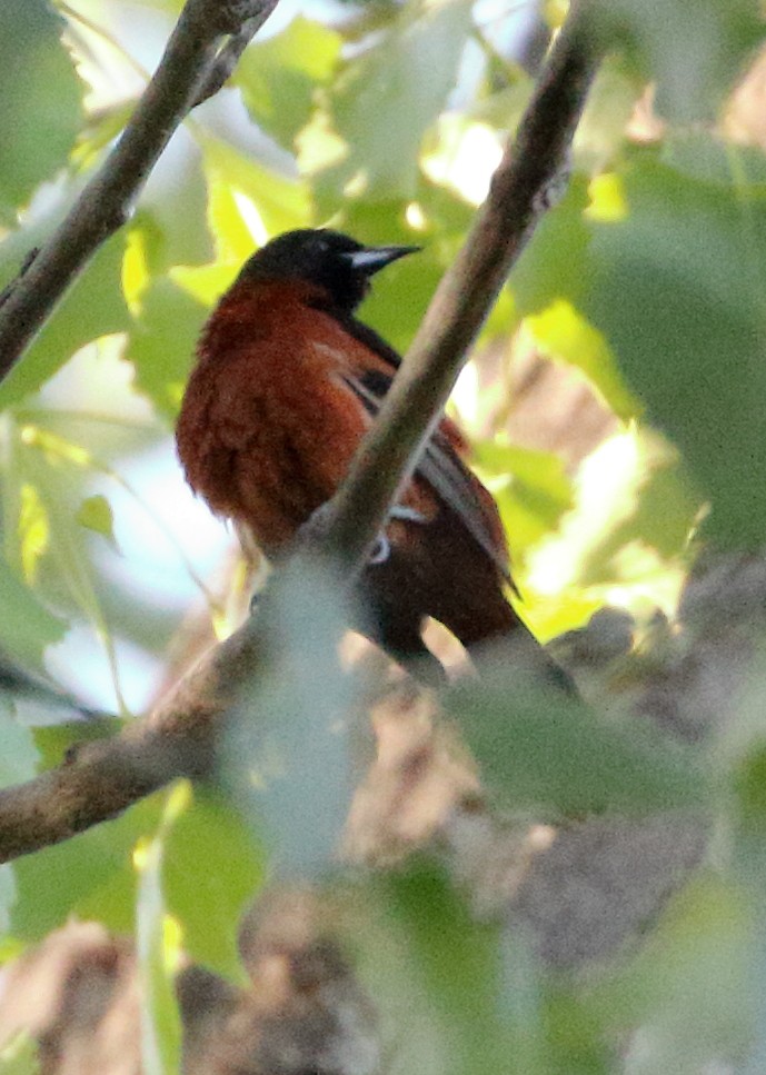 Orchard Oriole - ML620384322