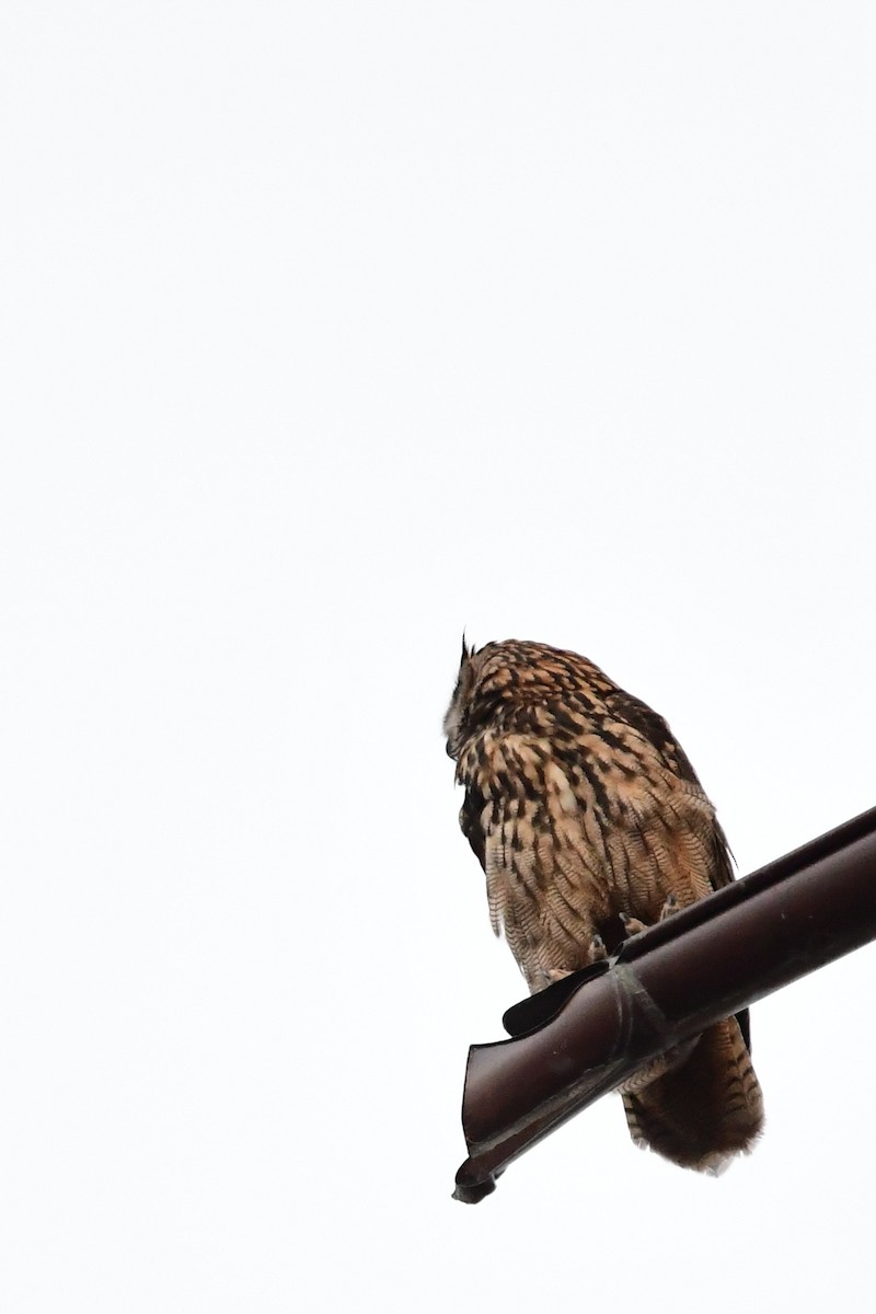 Eurasian Eagle-Owl - ML620384323