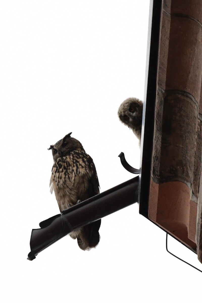 Eurasian Eagle-Owl - ML620384324