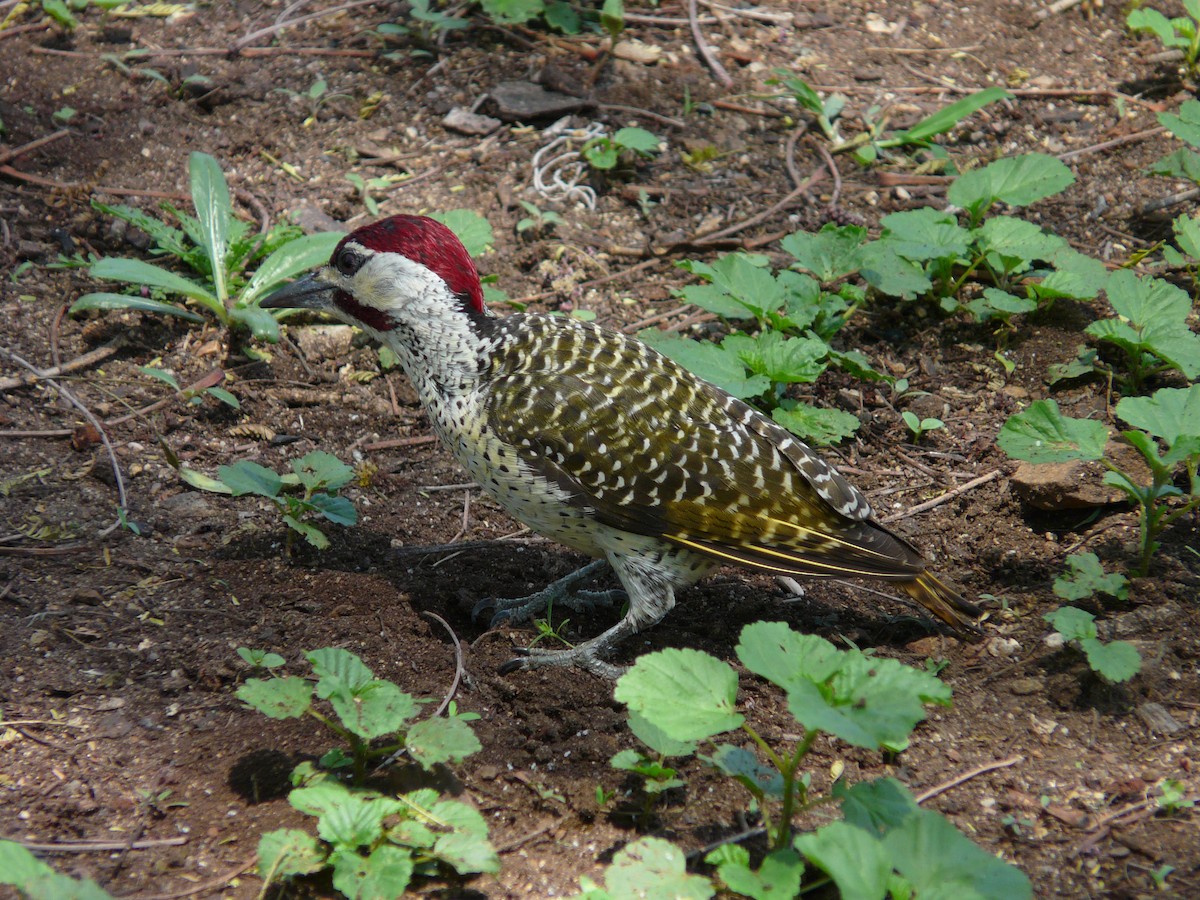 Bennett's Woodpecker - ML620384328