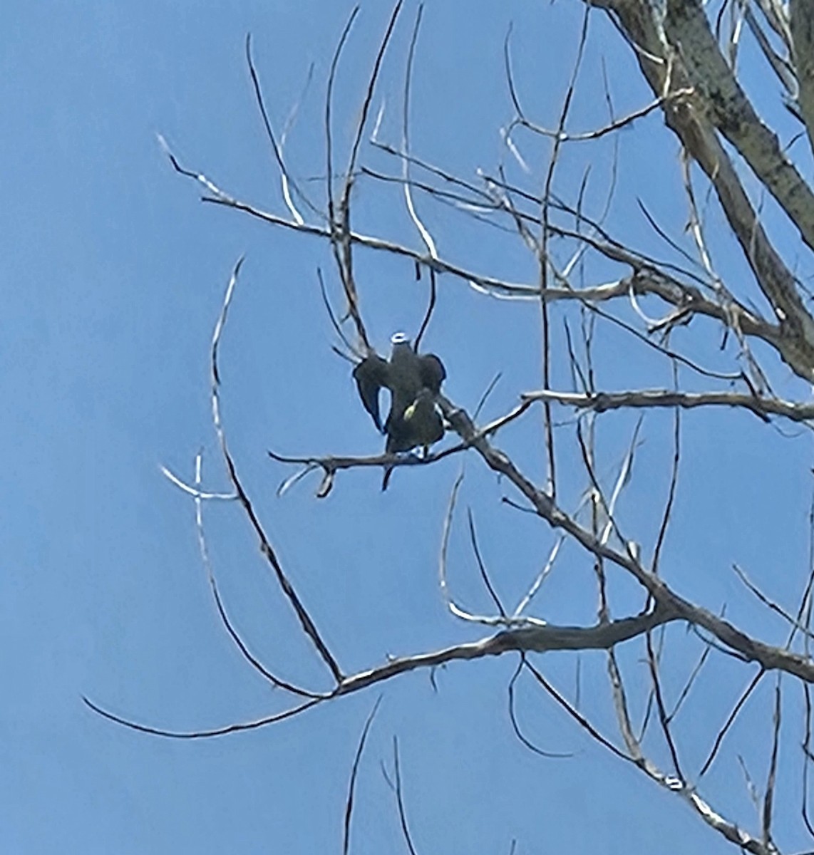 Mississippi Kite - ML620384336