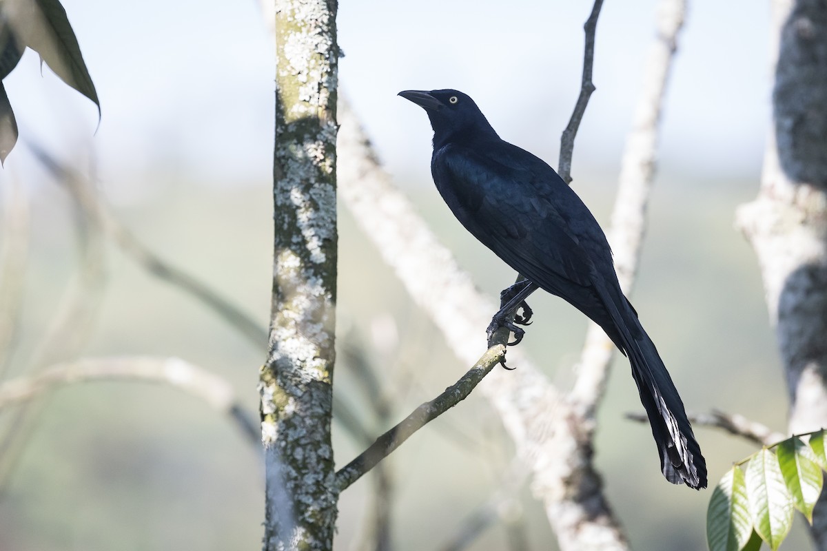 Great-tailed Grackle - ML620384343