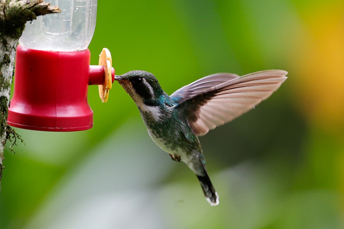 kolibřík klínozobý - ML620384348