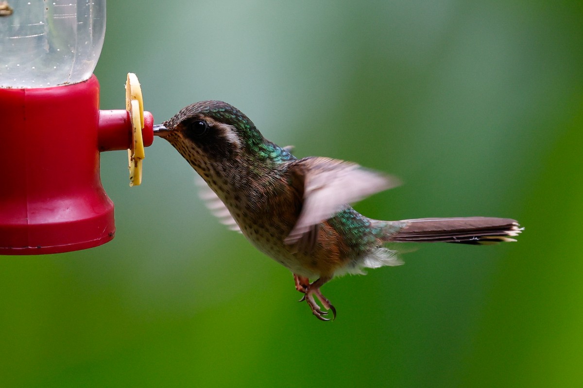 Speckled Hummingbird (melanogenys Group) - ML620384352