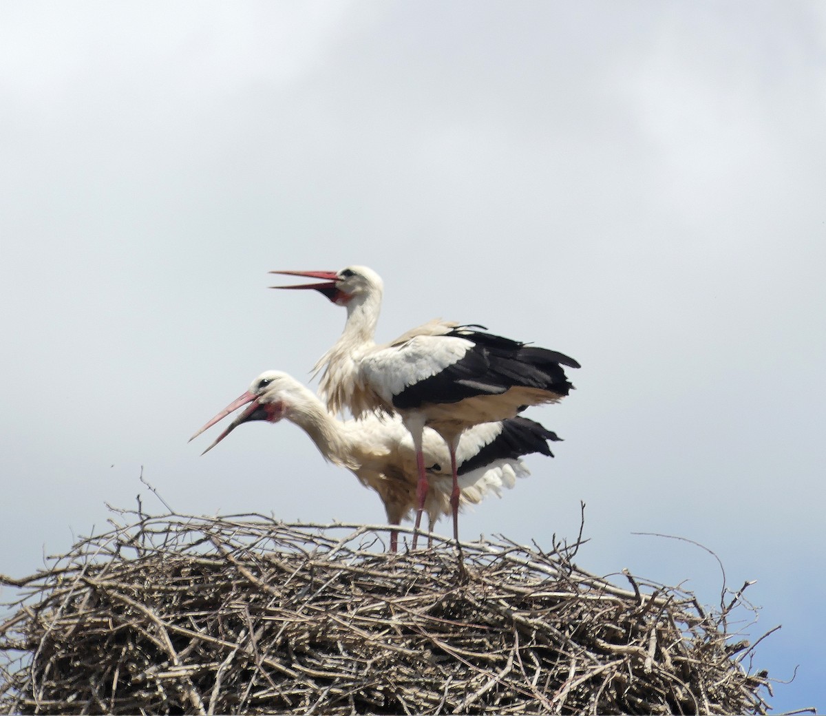 White Stork - ML620384367